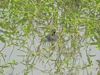 小鸊鵜